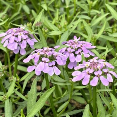 Iberis 'Mermaid Lavender' blooms 5-1-24