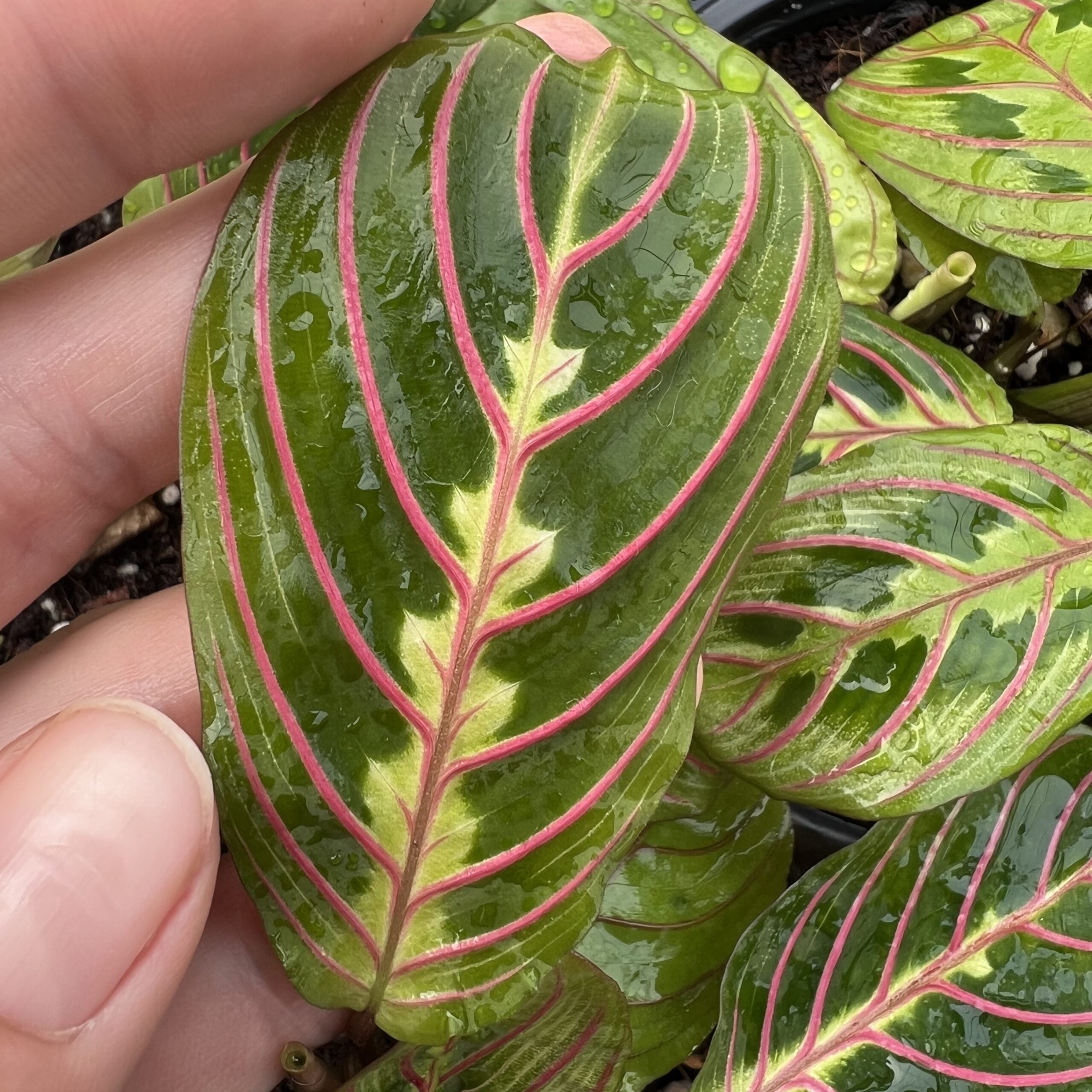 Maranta leuconeura 'Fascinator Tricolor' - Prayer Plant (4.5" Pot) | Little  Prince of Oregon Nursery