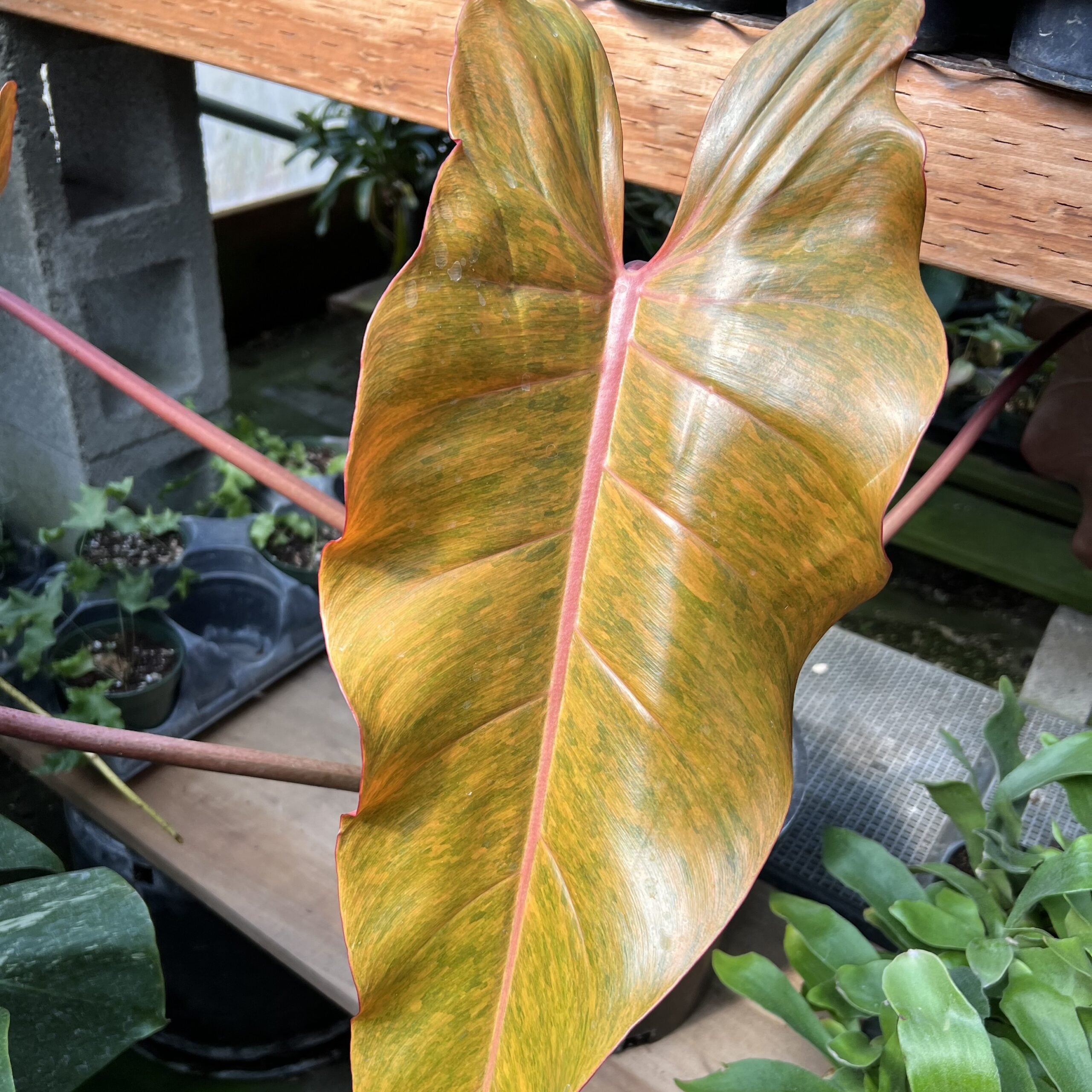 philodendron pinnatipartita MONSTERA PINNATIPARTITA DARK online kaufen bei potflourri main image 0