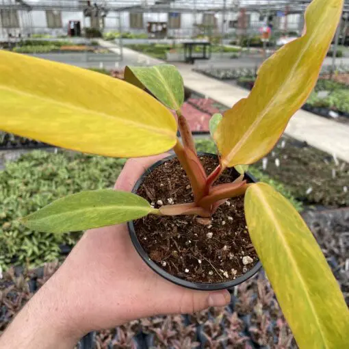 Philodendron 'Quad Color' aka 'Orange Marmalade' (4.5" Pot) | Little Prince  of Oregon Nursery