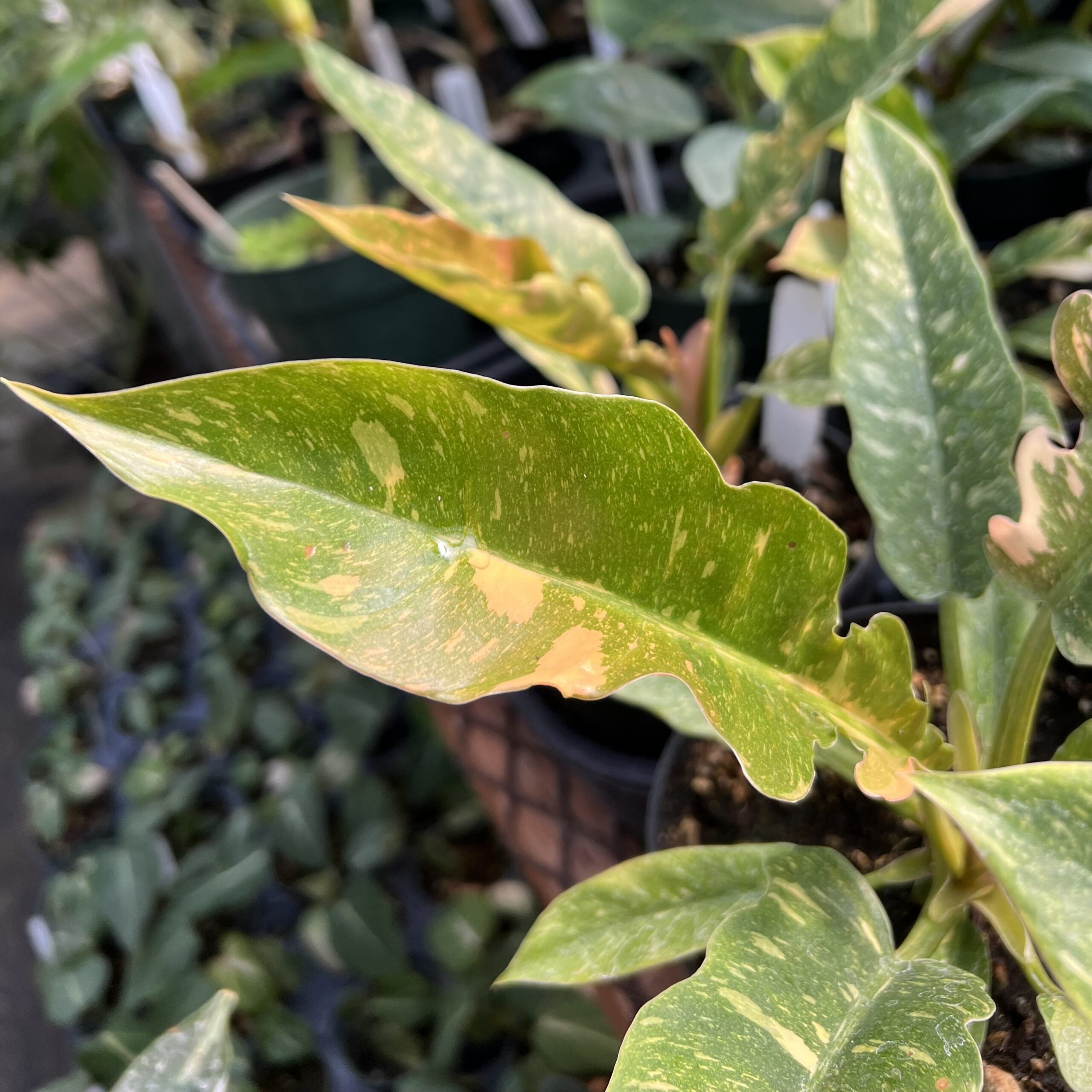 spathiphyllum wallisii variegata Spathiphyllum Domino ( Variegated Peace Lily ) – In Succulent Love main image 1