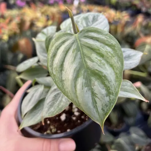 philodendron gloriosum moosstab Philodendron gloriosum x. --McDowell Philodendron-- main image 0