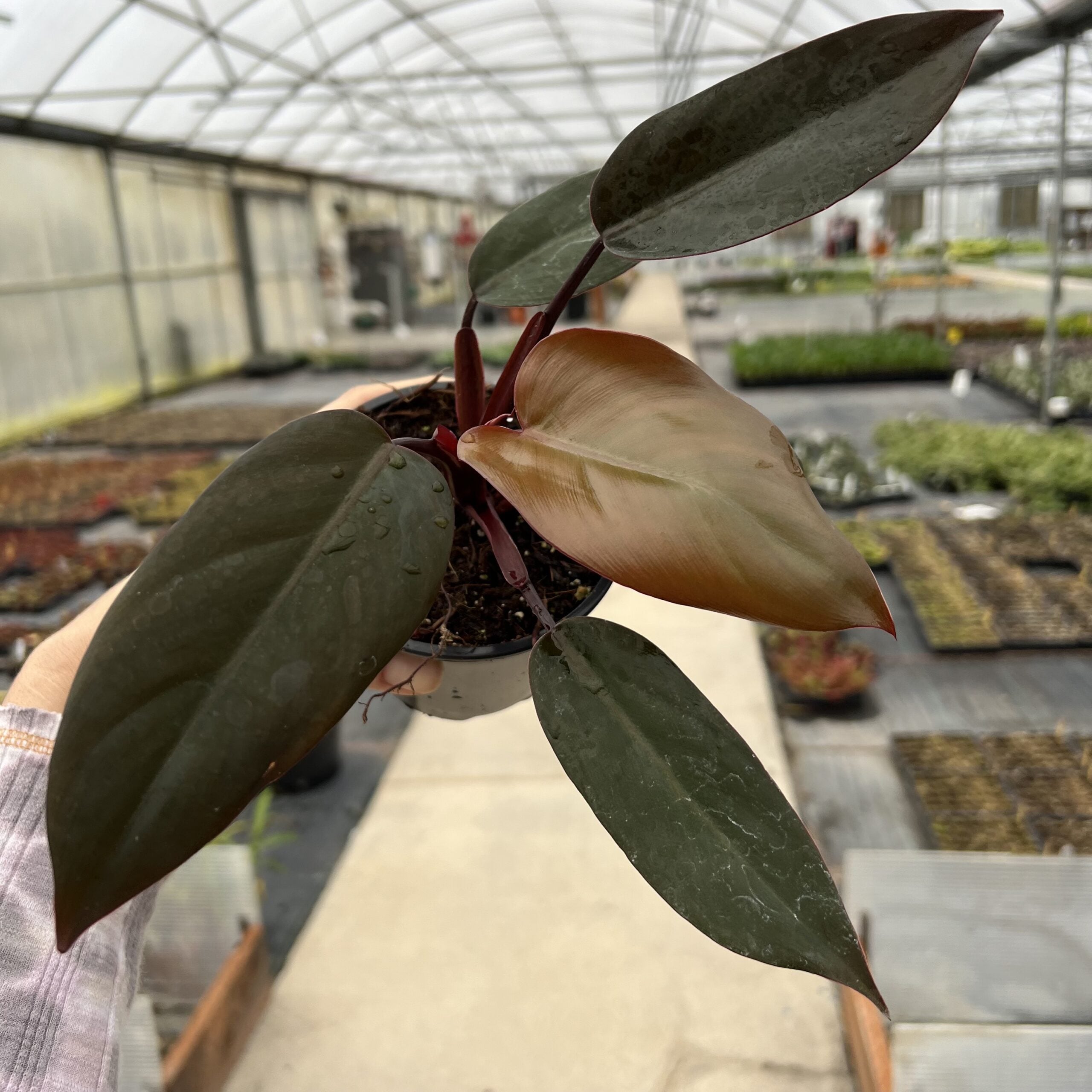 prayer plants Maranta main image 1