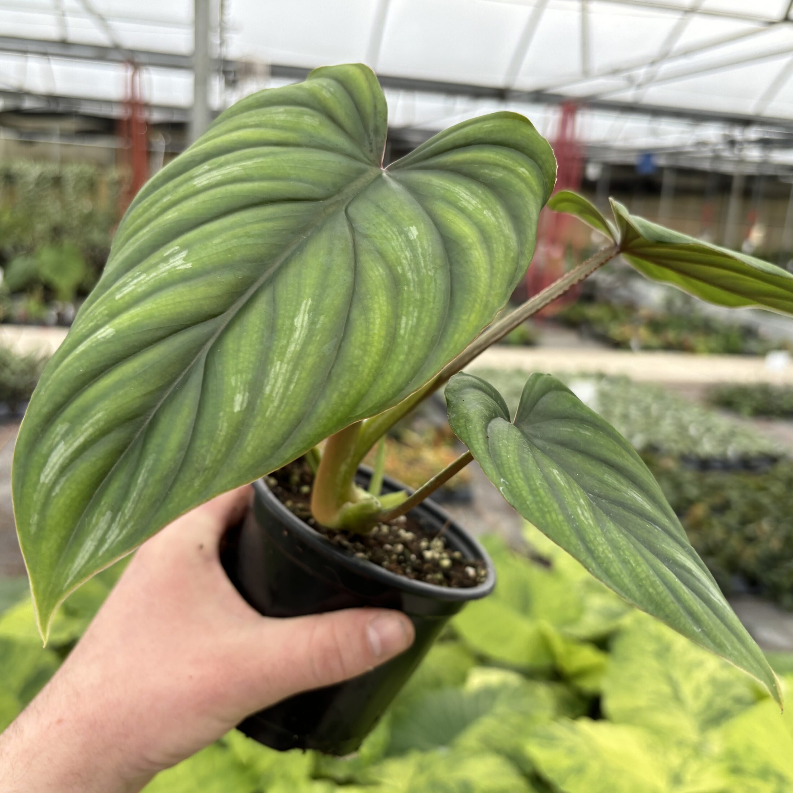Philodendron plowmanii (4.5" Pot) | Little Prince of Oregon Nursery