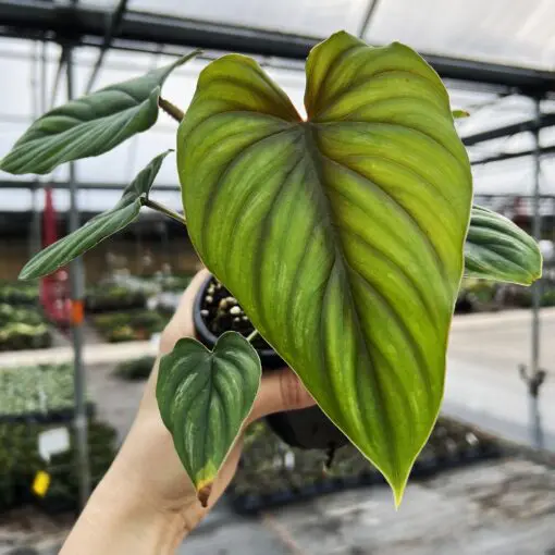 Philodendron plowmanii (4.5" Pot) | Little Prince of Oregon Nursery