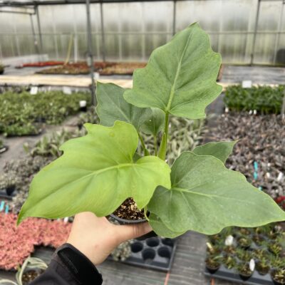 Philodendron warscewiczii