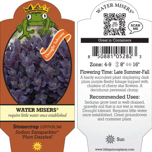 Sedum Sunsparkler® 'Plum Dazzled' - Stonecrop (3.5