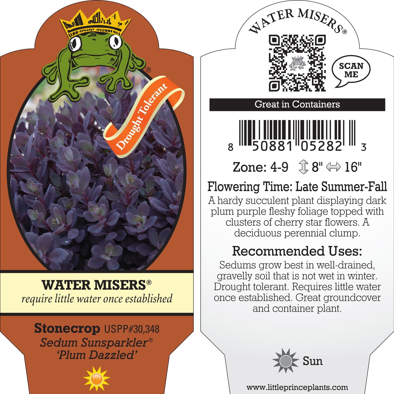 Sedum Sunsparkler® 'Plum Dazzled' - Stonecrop