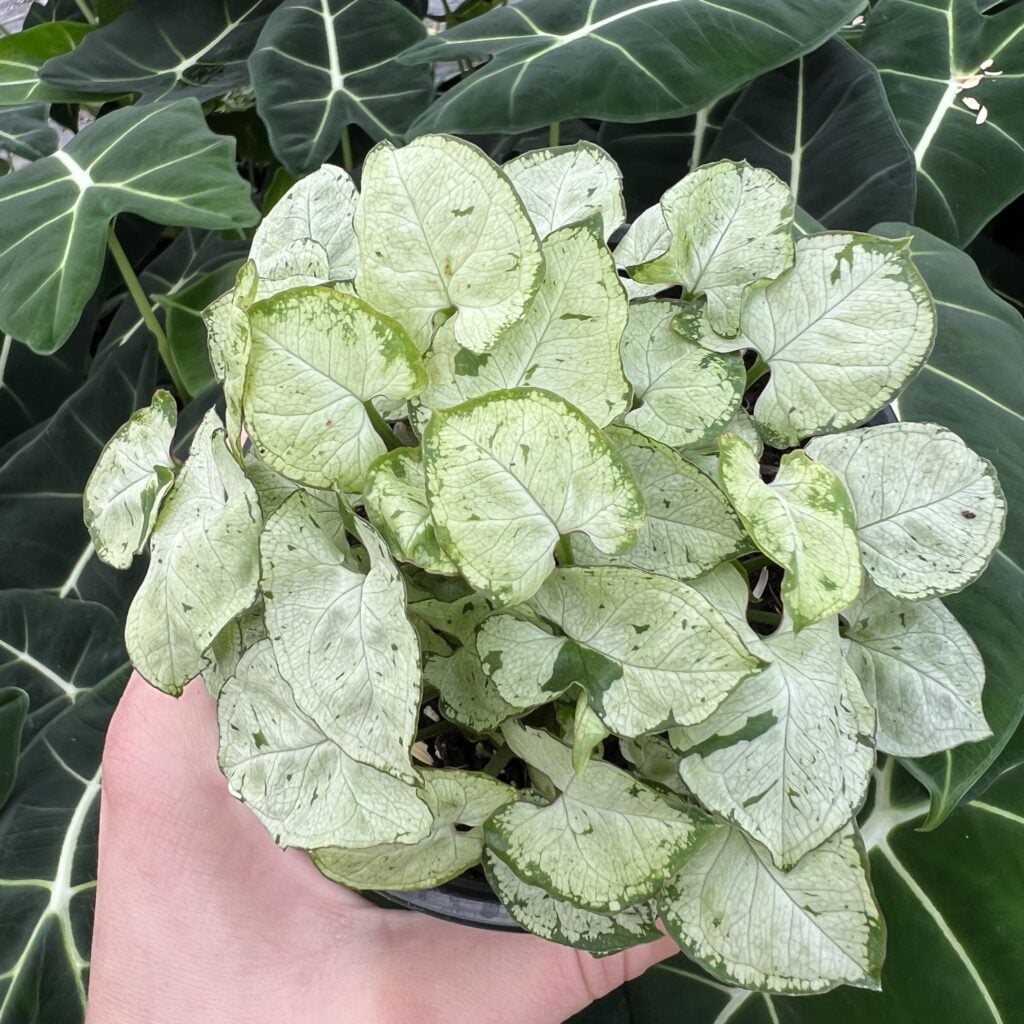 philodendron spec. kolumbien Philodendron Colombia SP Plant| Indoor plants  ASHIYANA STORE