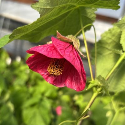 Abutilon 'Rosa Linda'