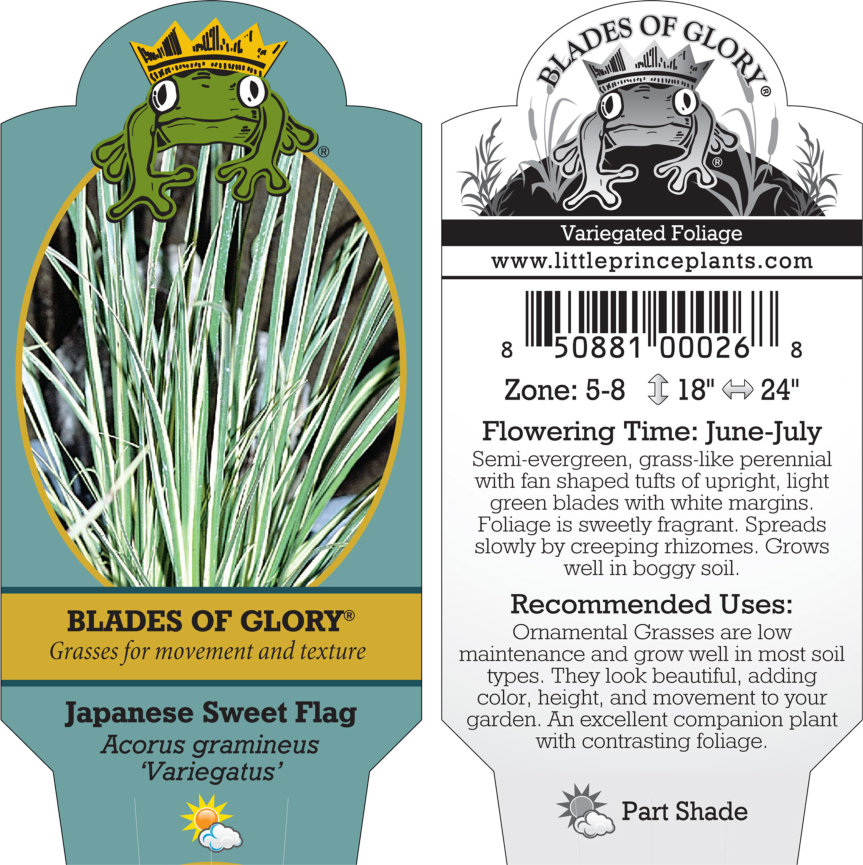 Acorus gramineus 'Variegatus' - Variegated Sweet Flag (3.5" Pot) - Image 2