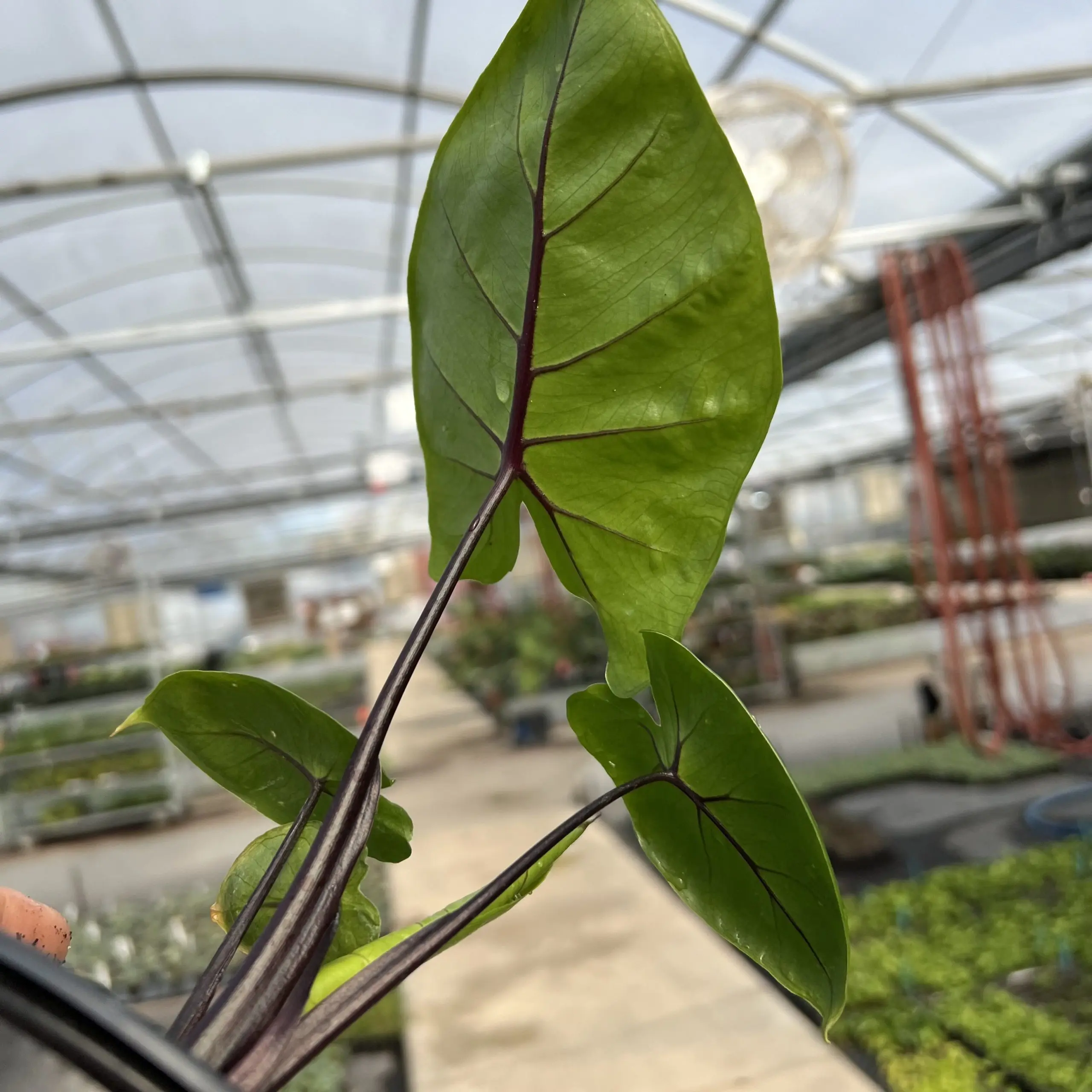 betel plant Betel Leaf Plant main image 1