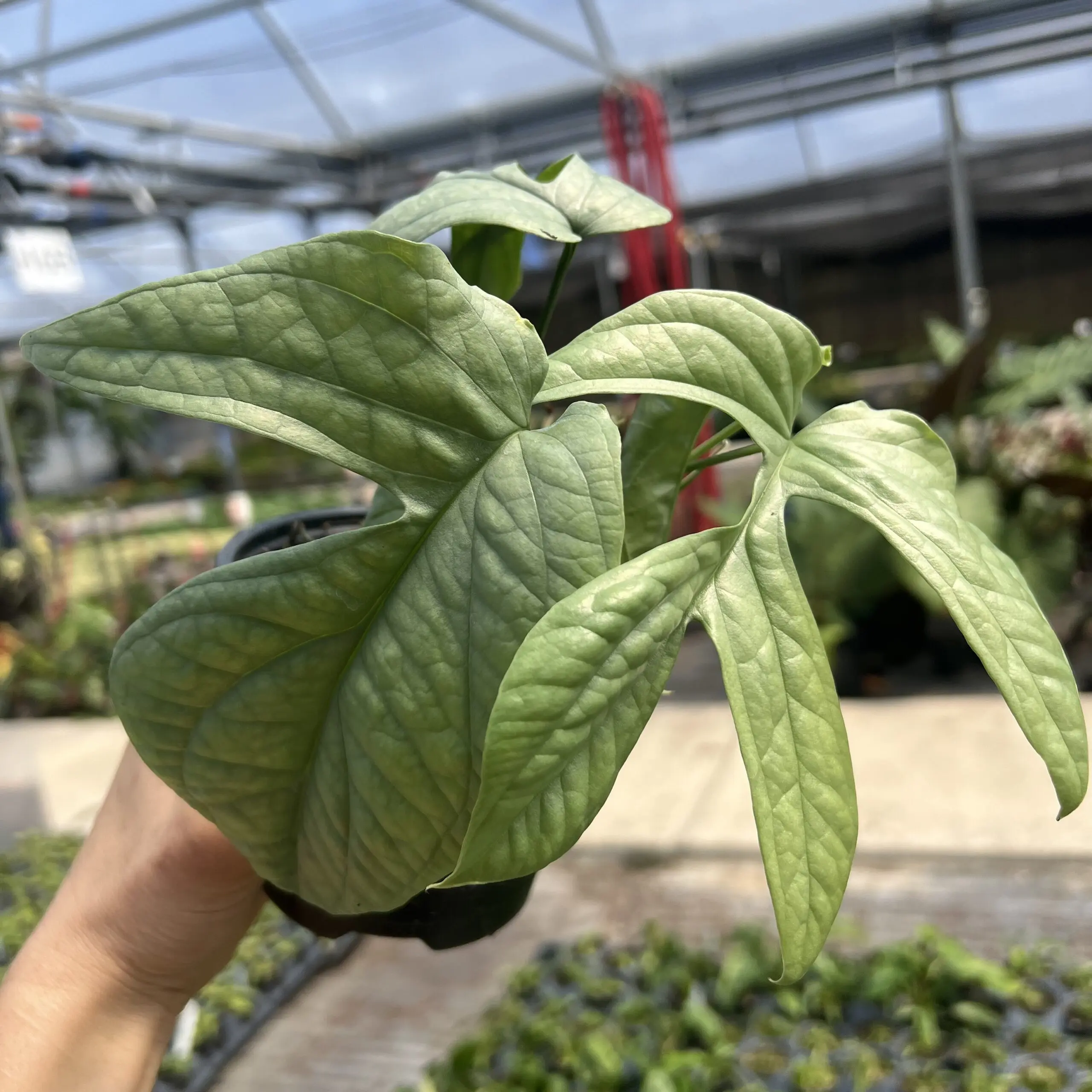 Amydrium medium 'Silver' - Aroid Tropical (4.5" Pot) | Little Prince of  Oregon Nursery