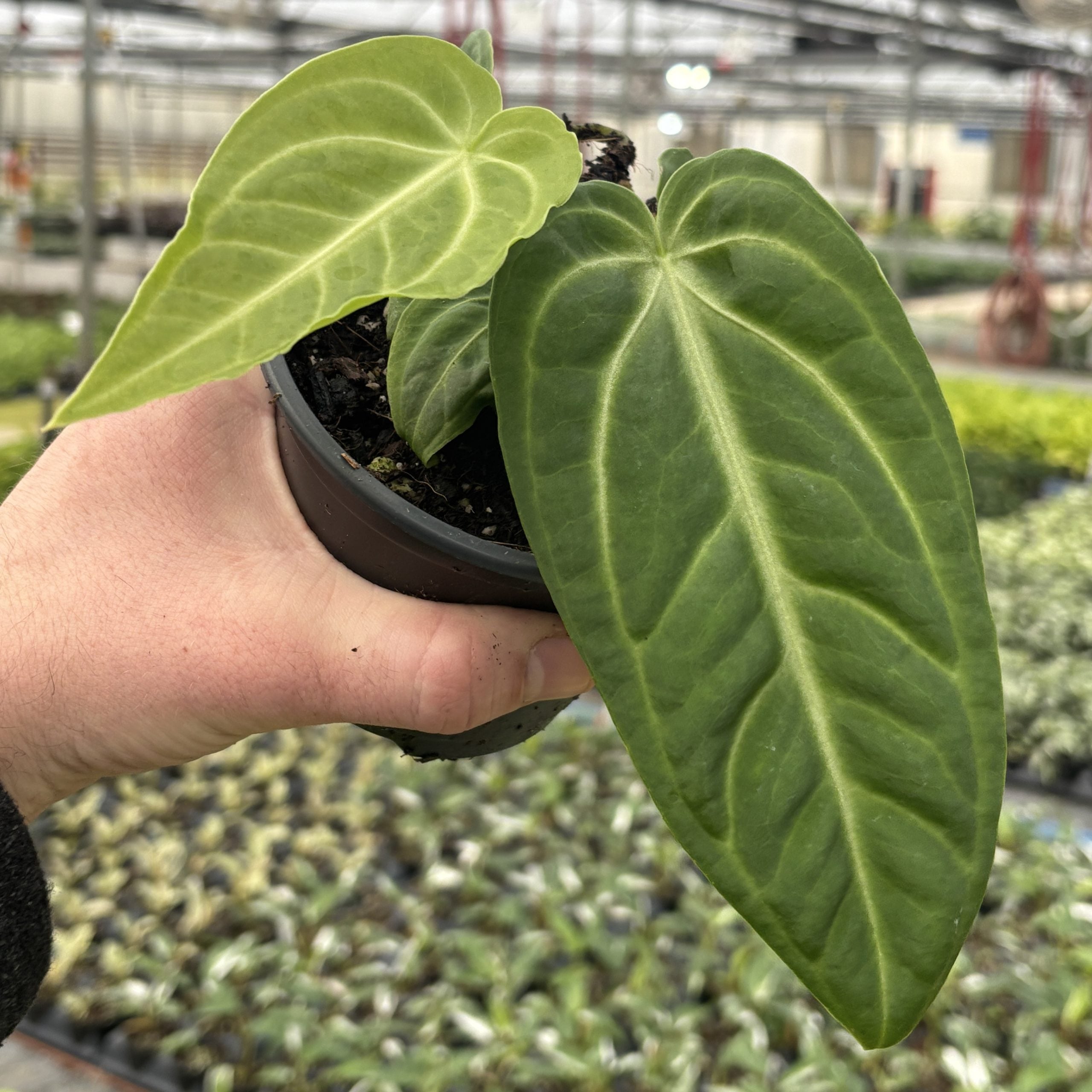 Anthurium villenaorum - Velvet Anthurium (4.5" Pot)