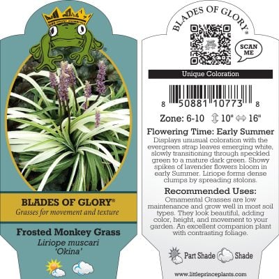 Liriope muscari 'Okina' - Frosted Monkey Grass (3.5" Pot)