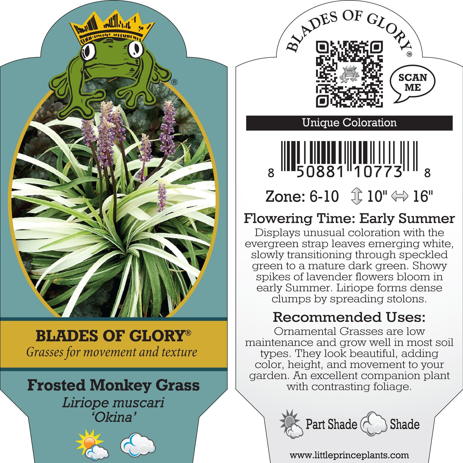 Liriope muscari 'Okina' - Frosted Monkey Grass (3.5" Pot)