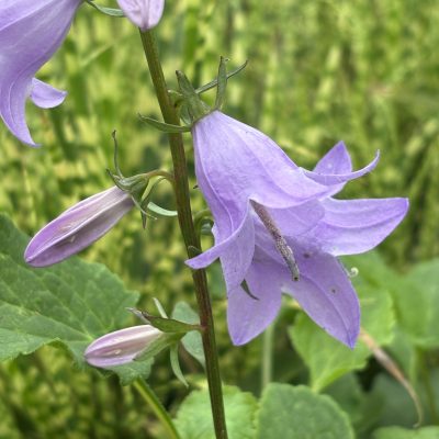 Adenophora Fairybells™ 'Gaudi Violet' - Lady Bells (4.5" Pot)