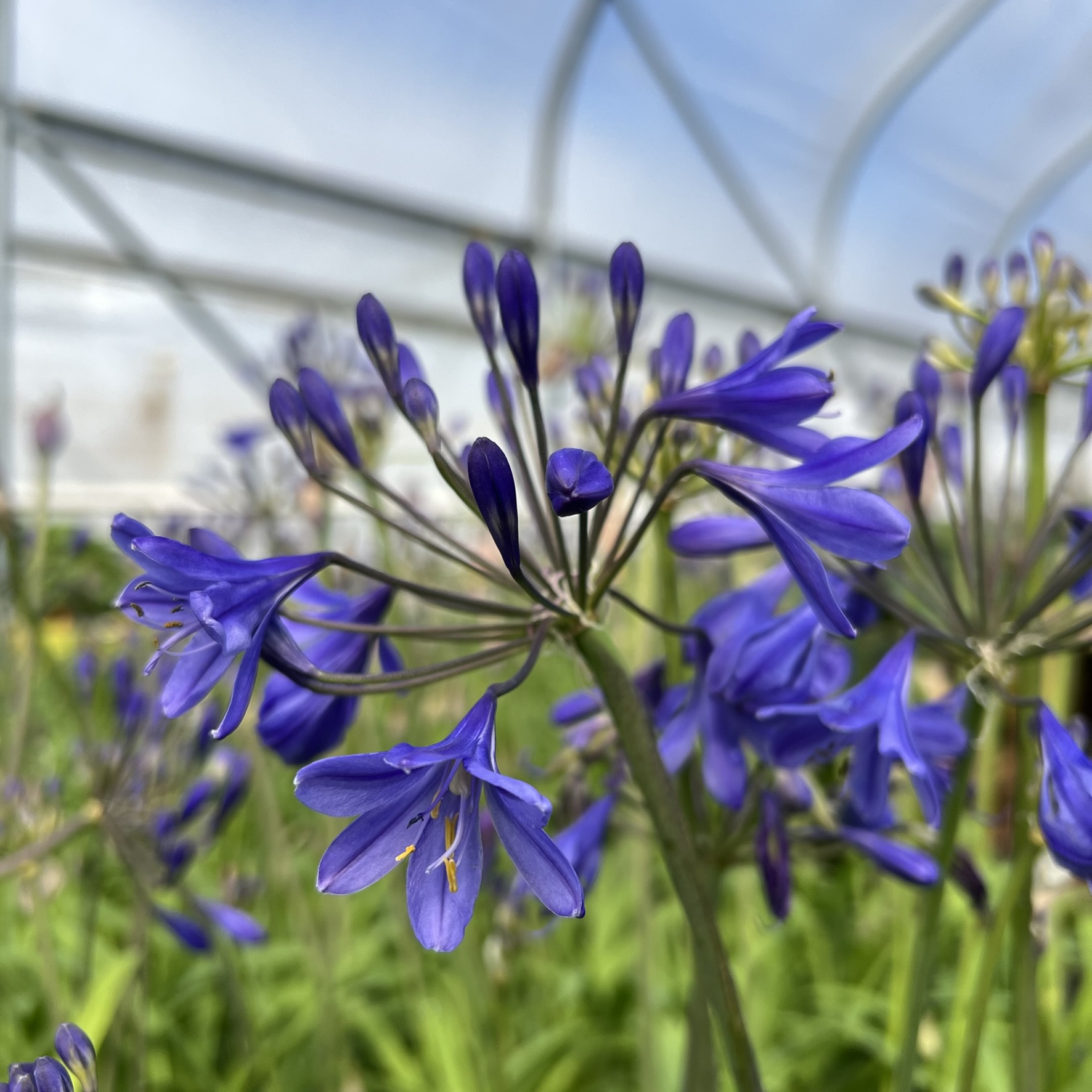 Agapanthus 'Brilliant Blue'® - Lily of the Nile (4.5" Pot)