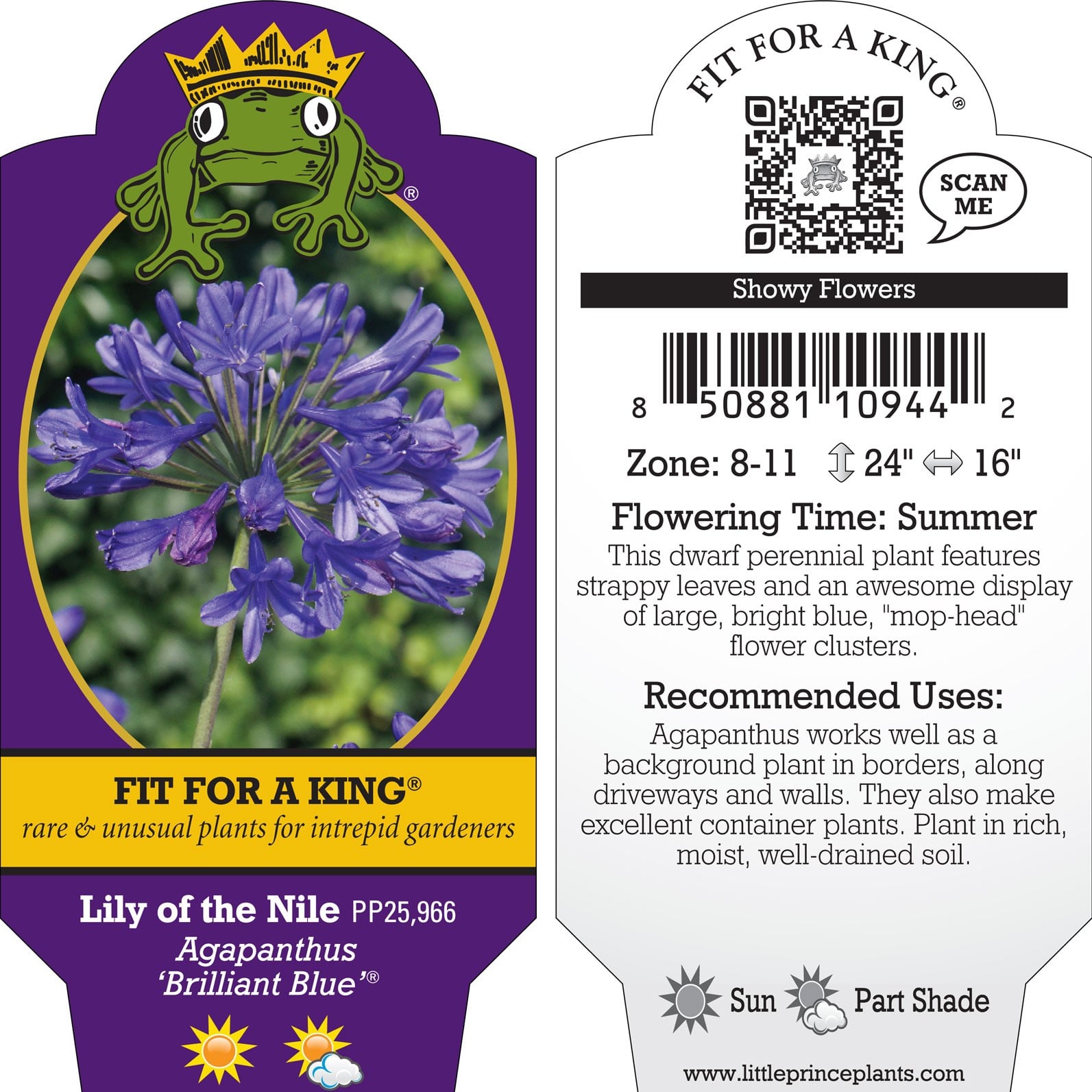 Agapanthus 'Brilliant Blue'® - Lily of the Nile