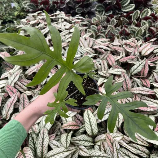 Alocasia brancifolia 'Pink Passion' (4.5" Pot) | Little Prince of Oregon  Nursery