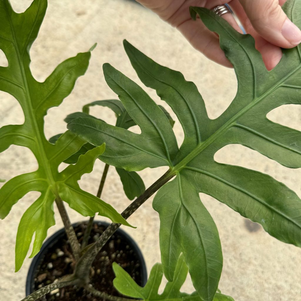 Alocasia brancifolia 'Pink Passion' (4.5" Pot) | Little Prince of Oregon  Nursery