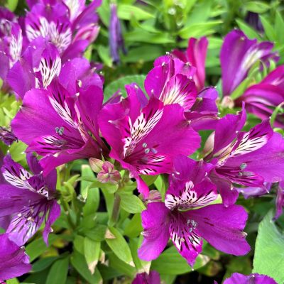 Alstroemeria 'Inca Batavia'