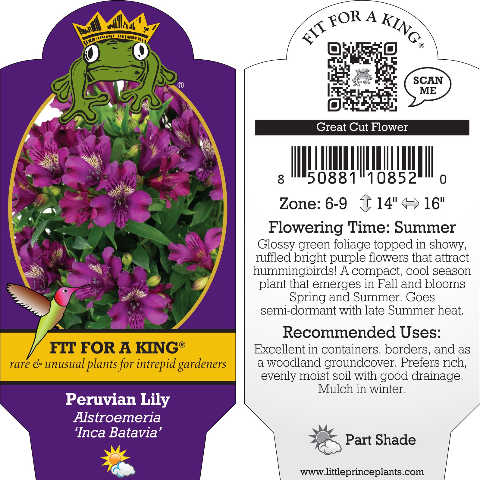 Alstroemeria 'Inca Batavia' - Peruvian Lily (4.5" Pot) - Image 2