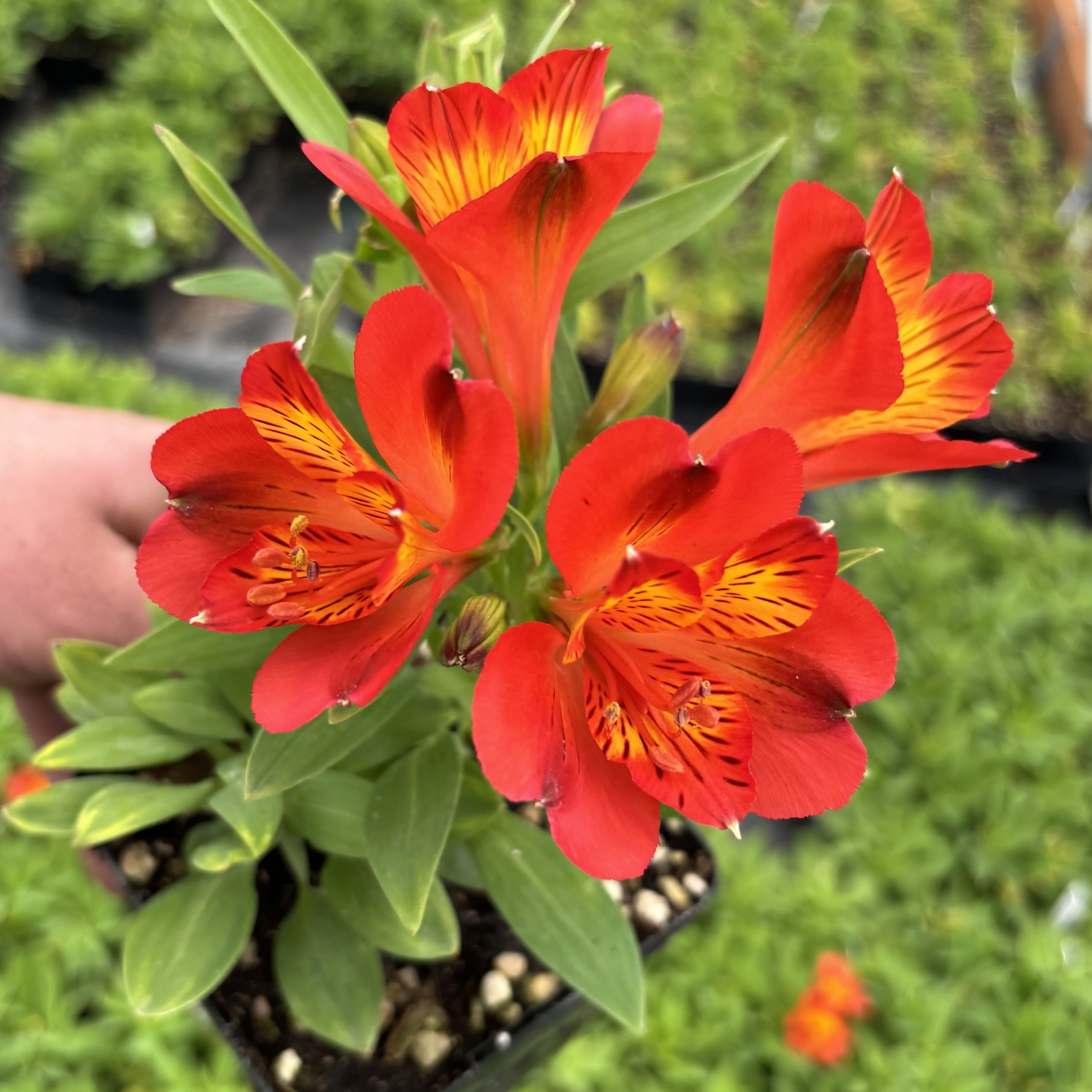 Alstroemeria 'Inca Holland' - Peruvian Lily (4.5
