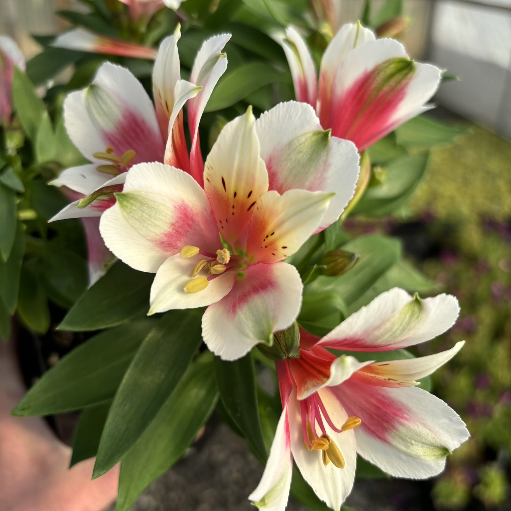 Alstroemeria 'Inca Lucky' - Peruvian Lily (4.5" Pot) - Image 3