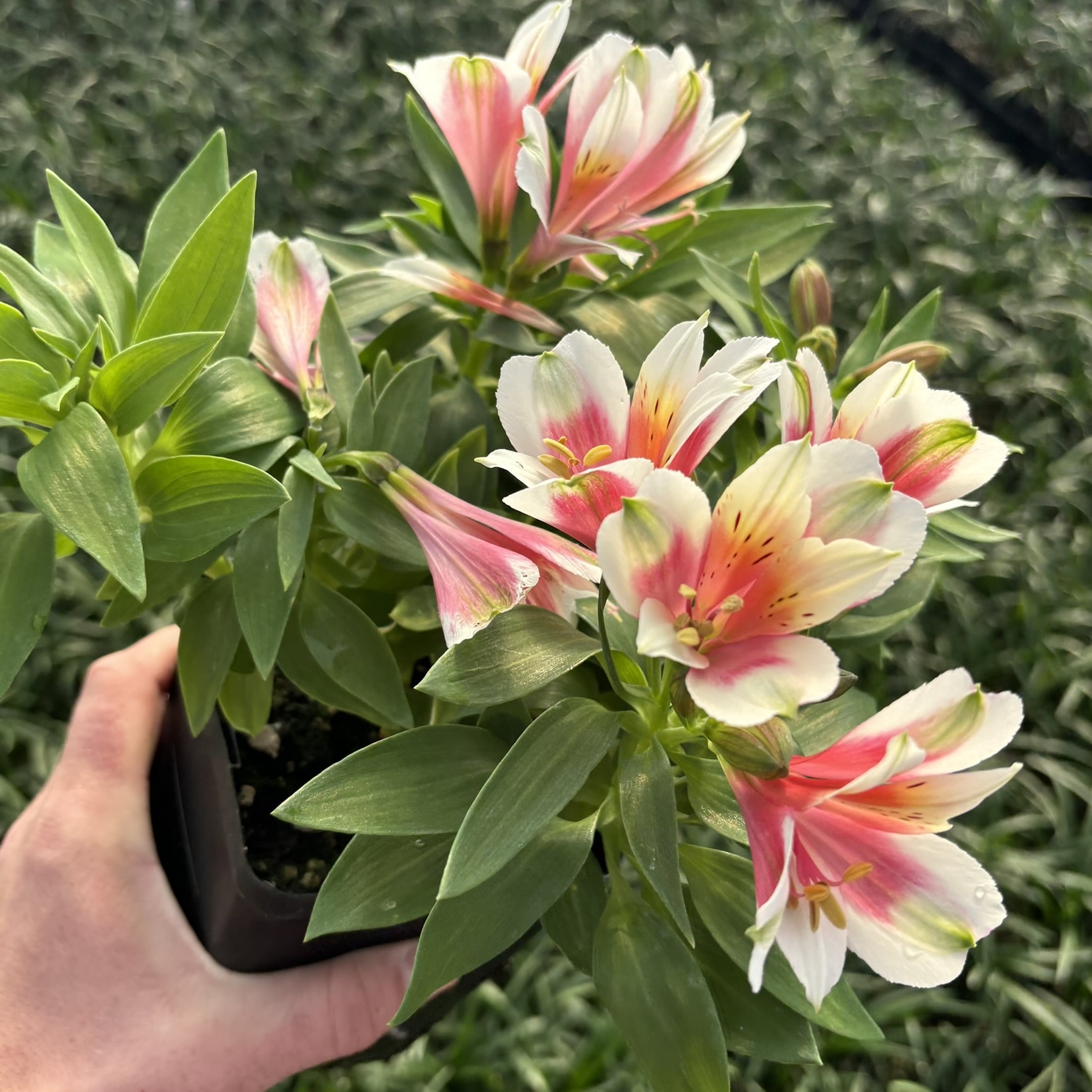 Alstroemeria 'Inca Lucky' - Peruvian Lily (4.5" Pot)