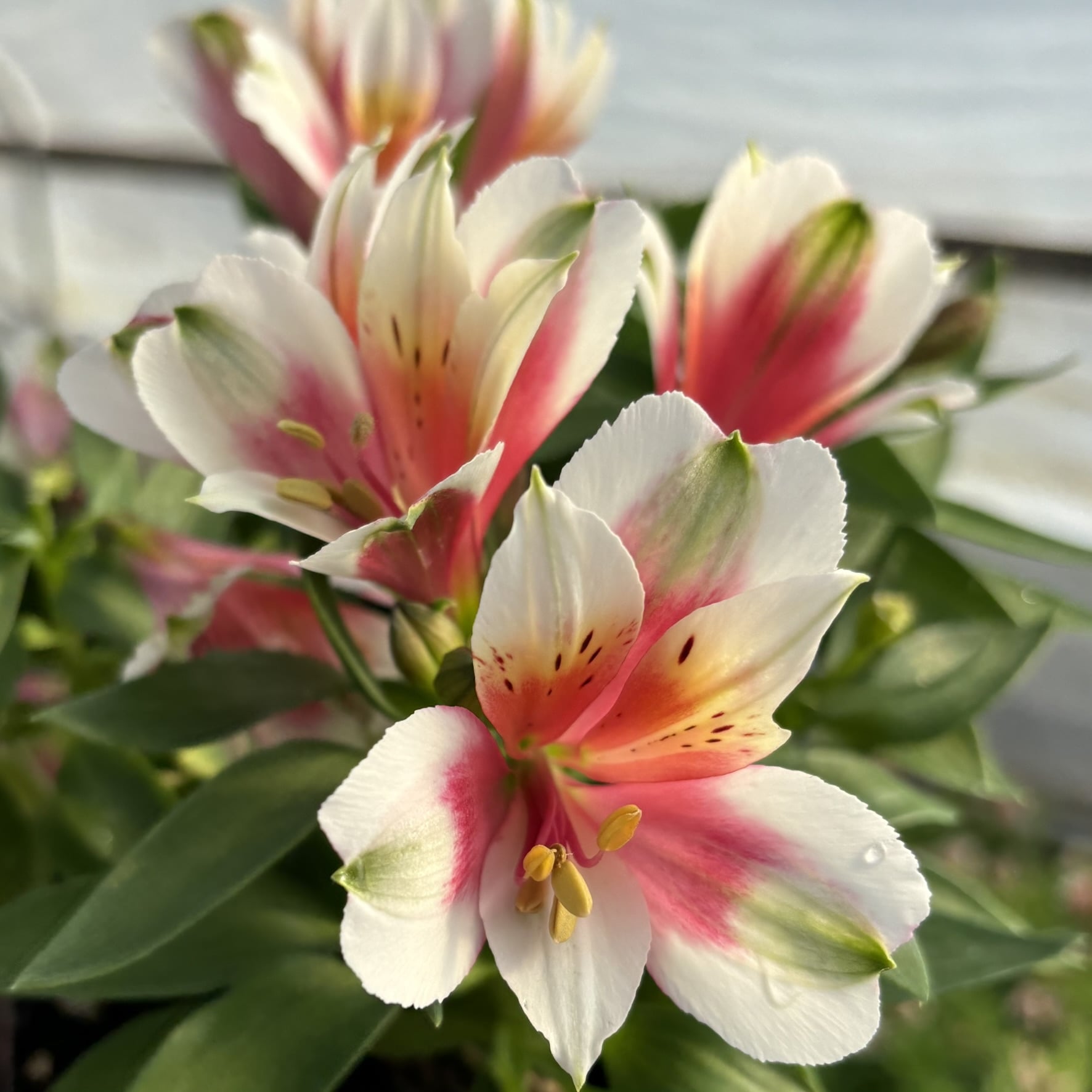 Alstroemeria 'Inca Lucky' - Peruvian Lily (4.5" Pot) - Image 2