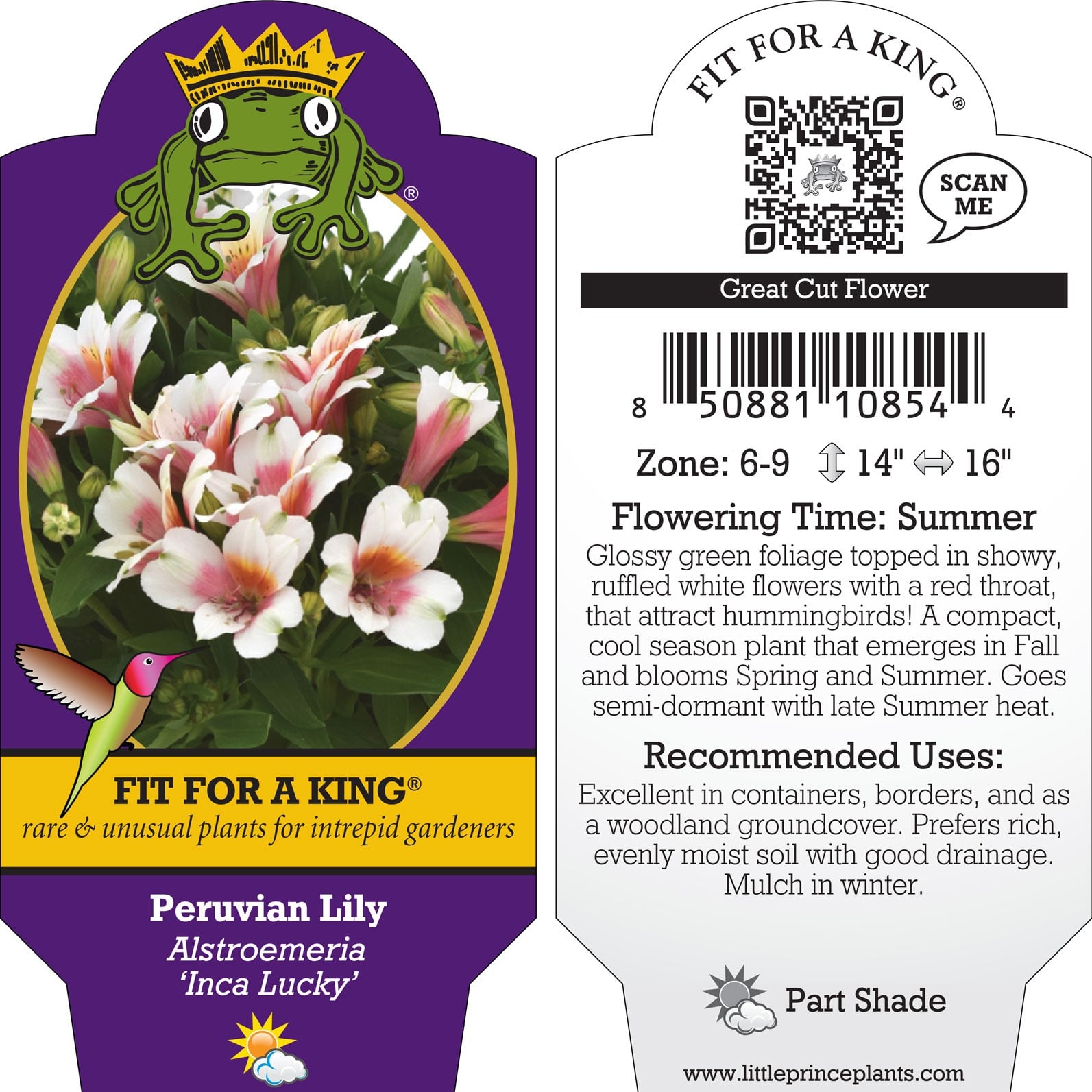 Alstroemeria 'Inca Lucky' - Peruvian Lily