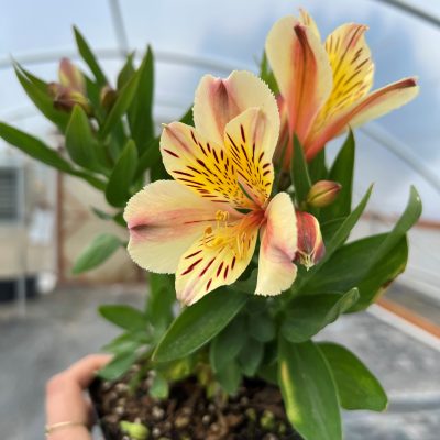 Alstroemeria 'Inca Sundance'
