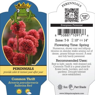 Armeria pseudarmeria 'Ballerina Red' - Common Thrift