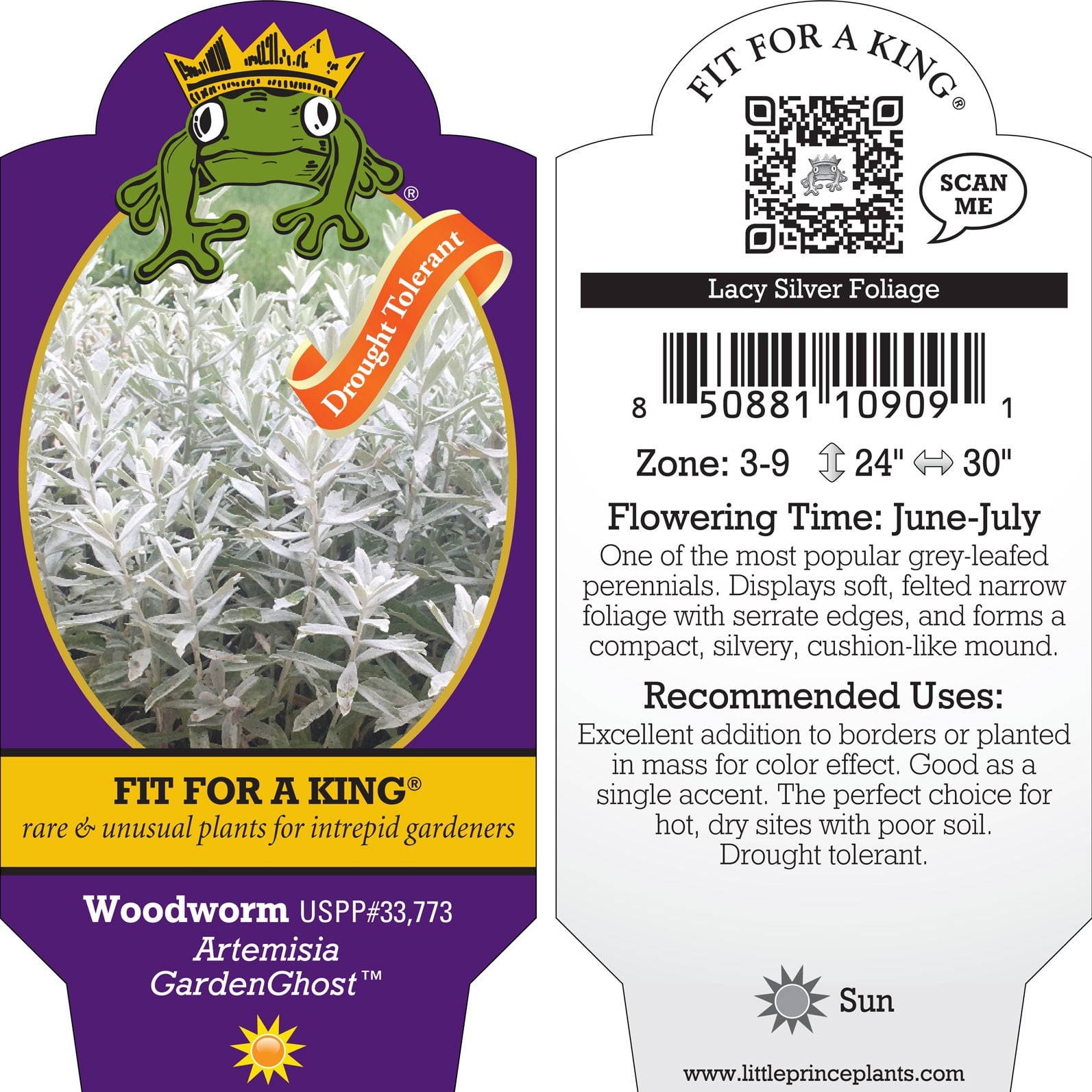 Artemisia GardenGhost™ PP #33,773 - Wormwood (4.5