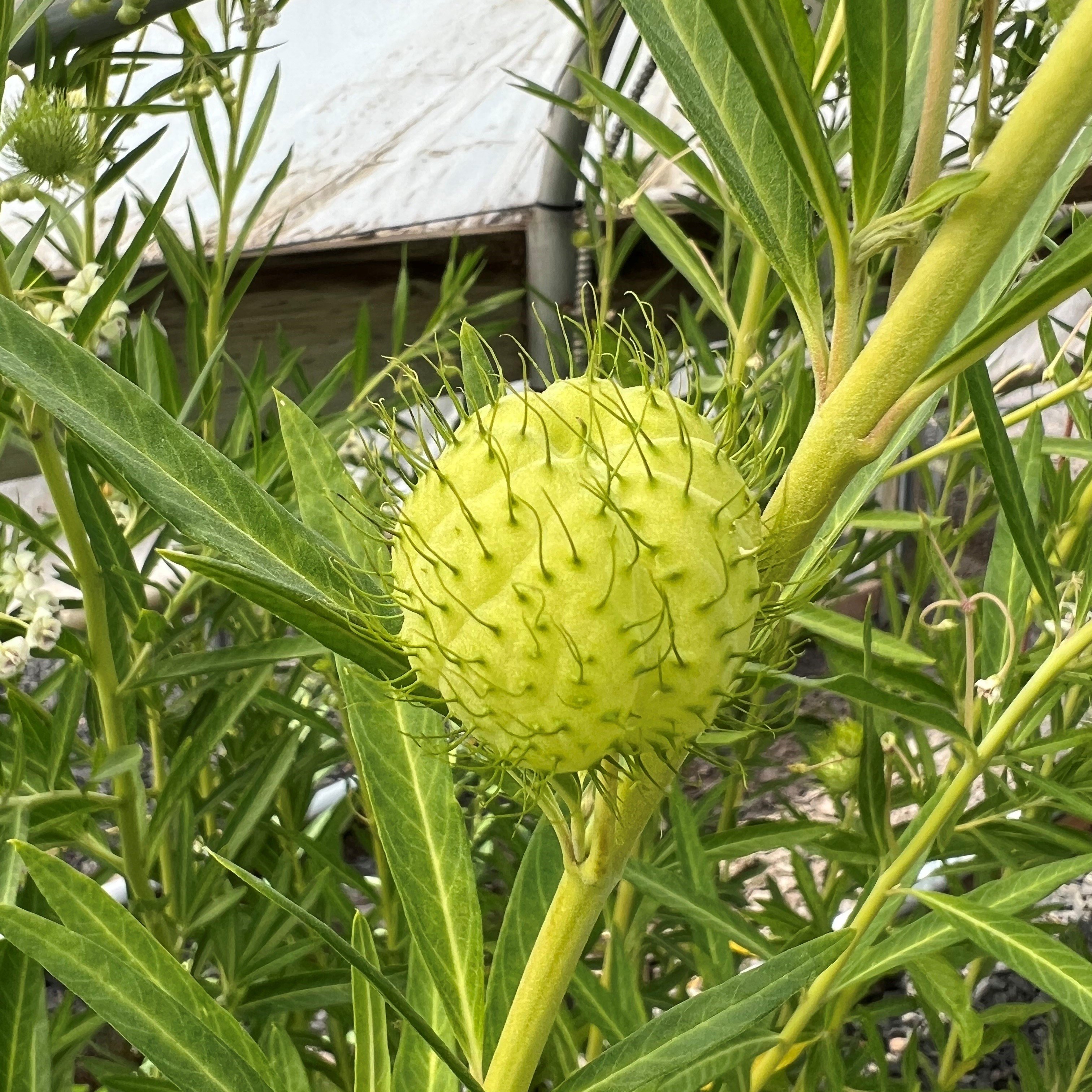 Asclepias physocarpus - Balloon Plant (4.5" pot)