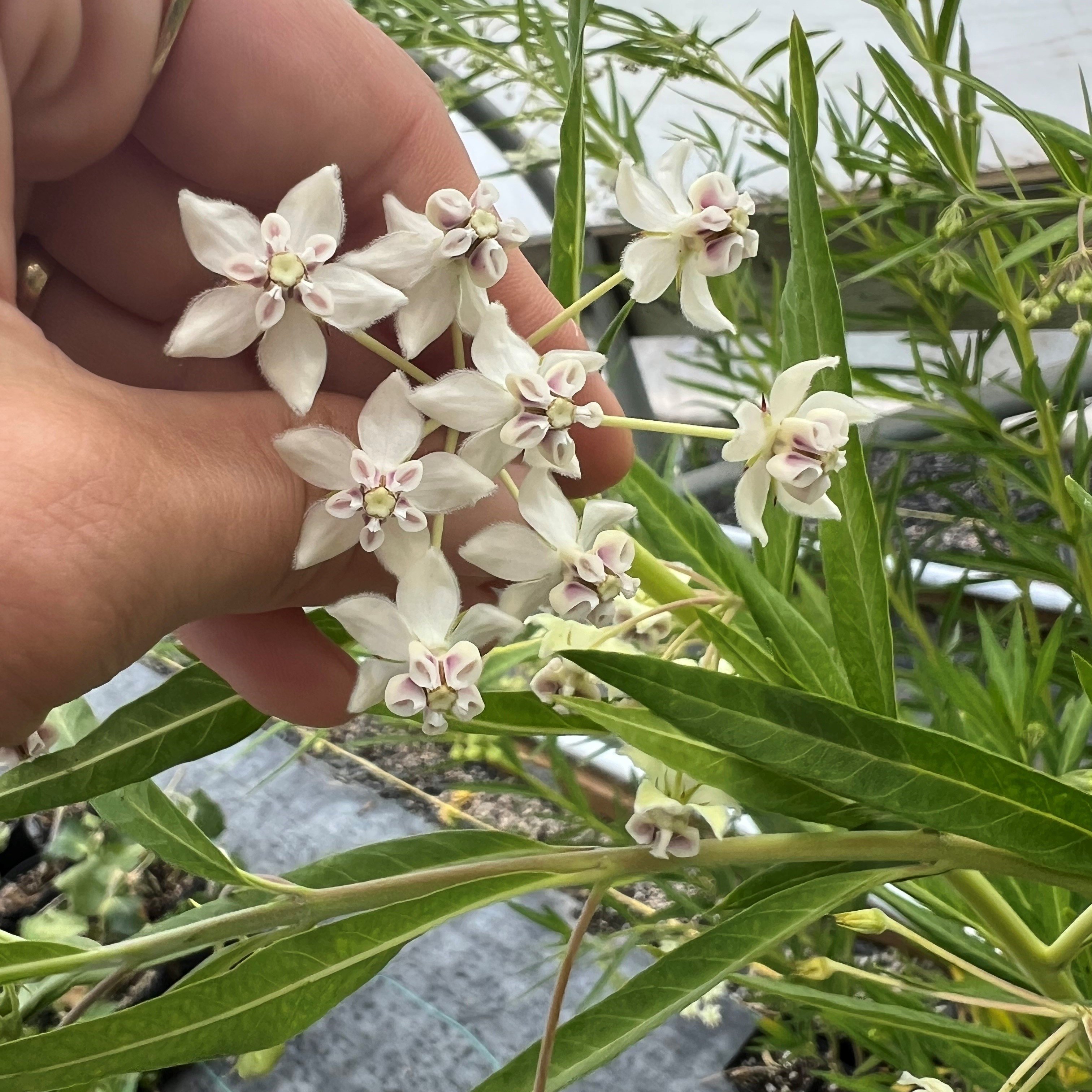 Asclepias physocarpus - Balloon Plant (4.5" pot) - Image 2