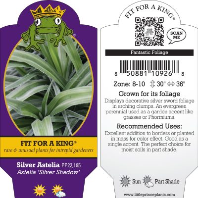 Astelia 'Silver Shadow' - Silver Astelia