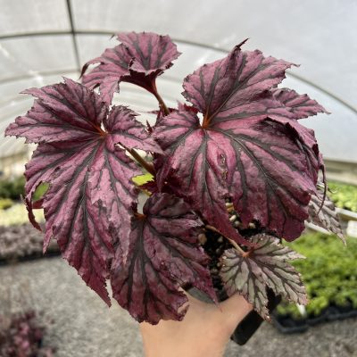 Begonia 'Garden Angel Plum' - Hardy Begonia PP #25,279 (4.5" Pot)
