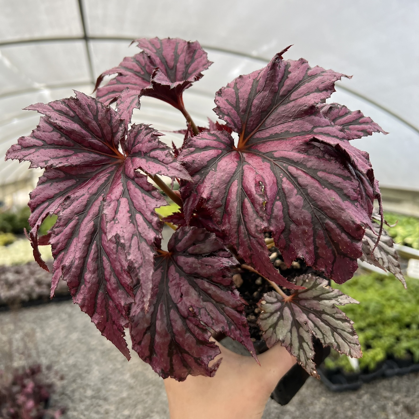 Begonia 'Garden Angel Plum' - Hardy Begonia PP #25,279 (4.5" Pot)