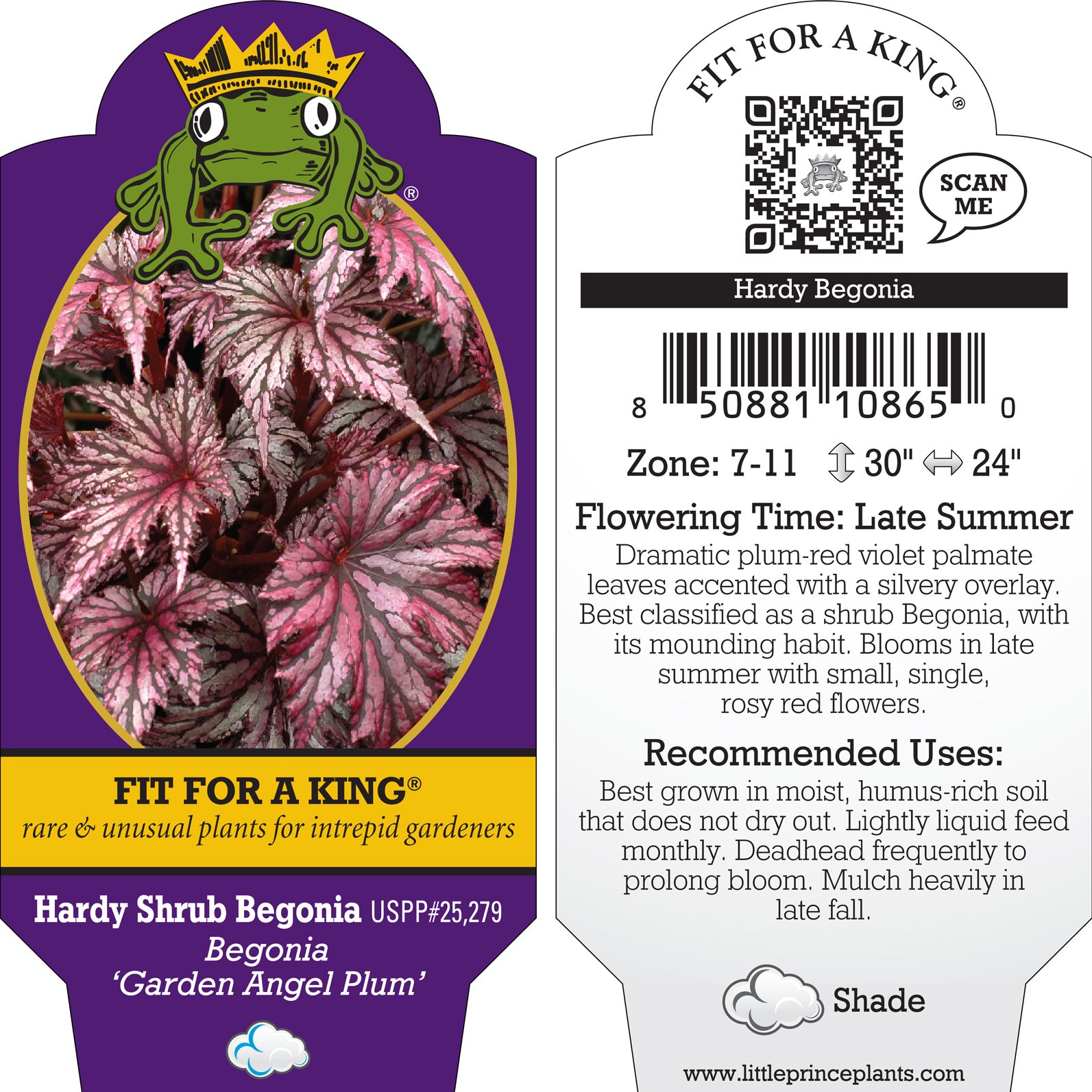 Begonia 'Garden Angel Plum' - Hardy Shrub Begonia