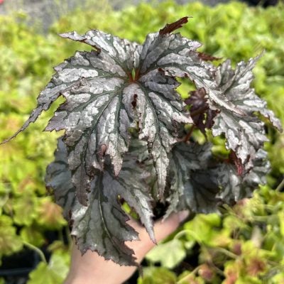 Begonia 'Garden Angel Silver' - Hardy Begonia PP #25,200 (4.5" Pot)