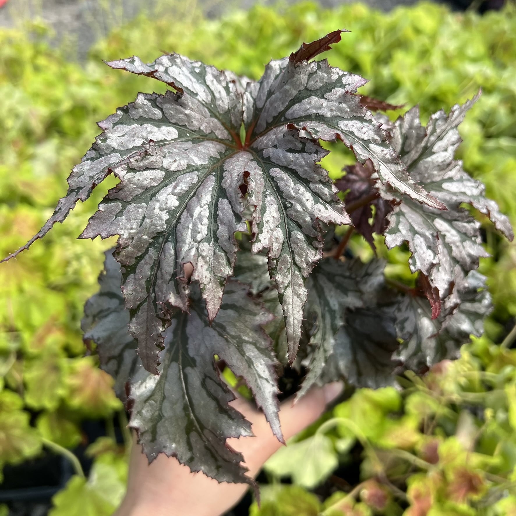Begonia 'Garden Angel Silver' - Hardy Begonia PP #25,200 (4.5" Pot)