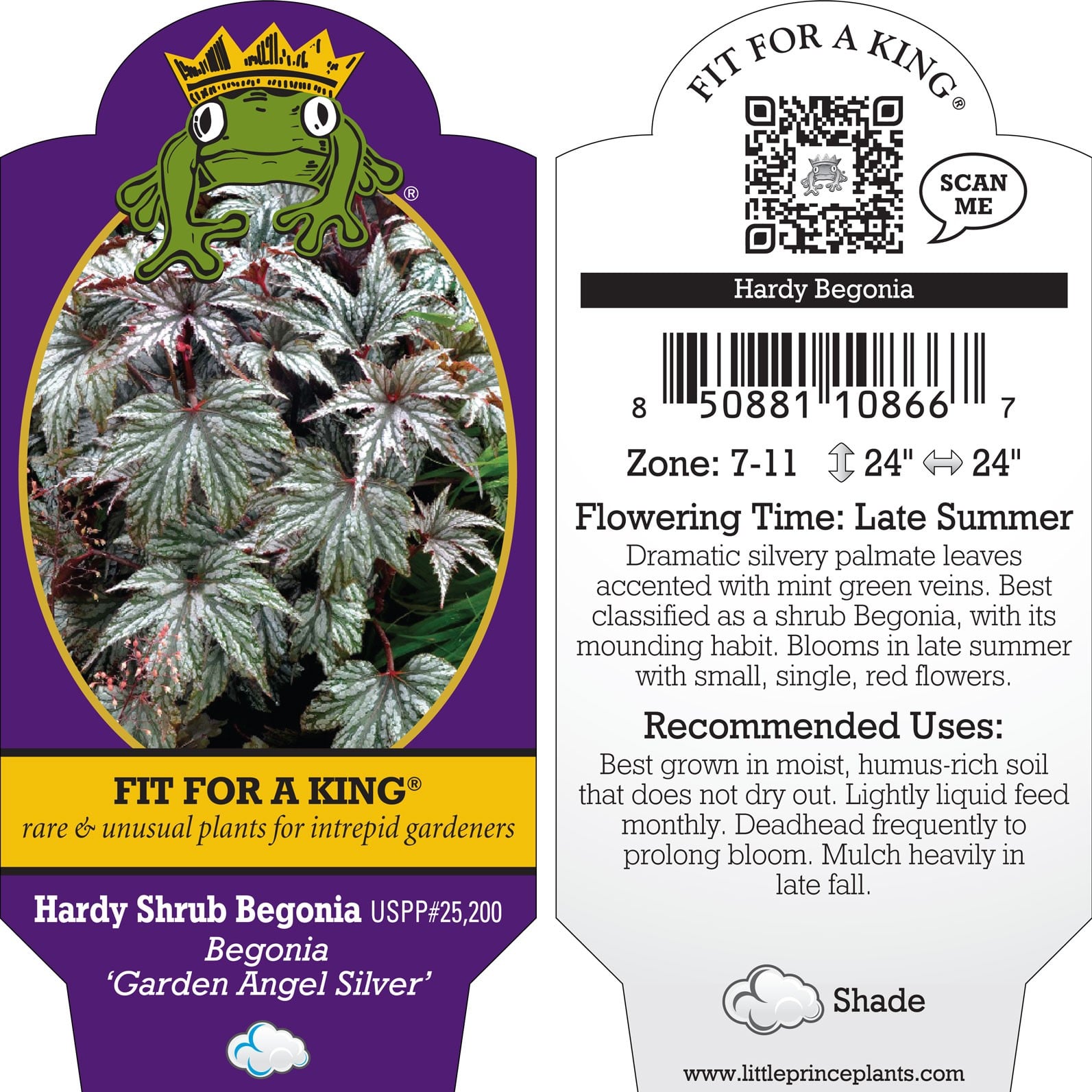 Begonia 'Garden Angel Silver' - Hardy Shrub Begonia