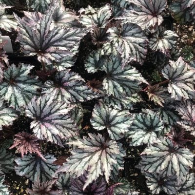 Begonia 'Garden Angel