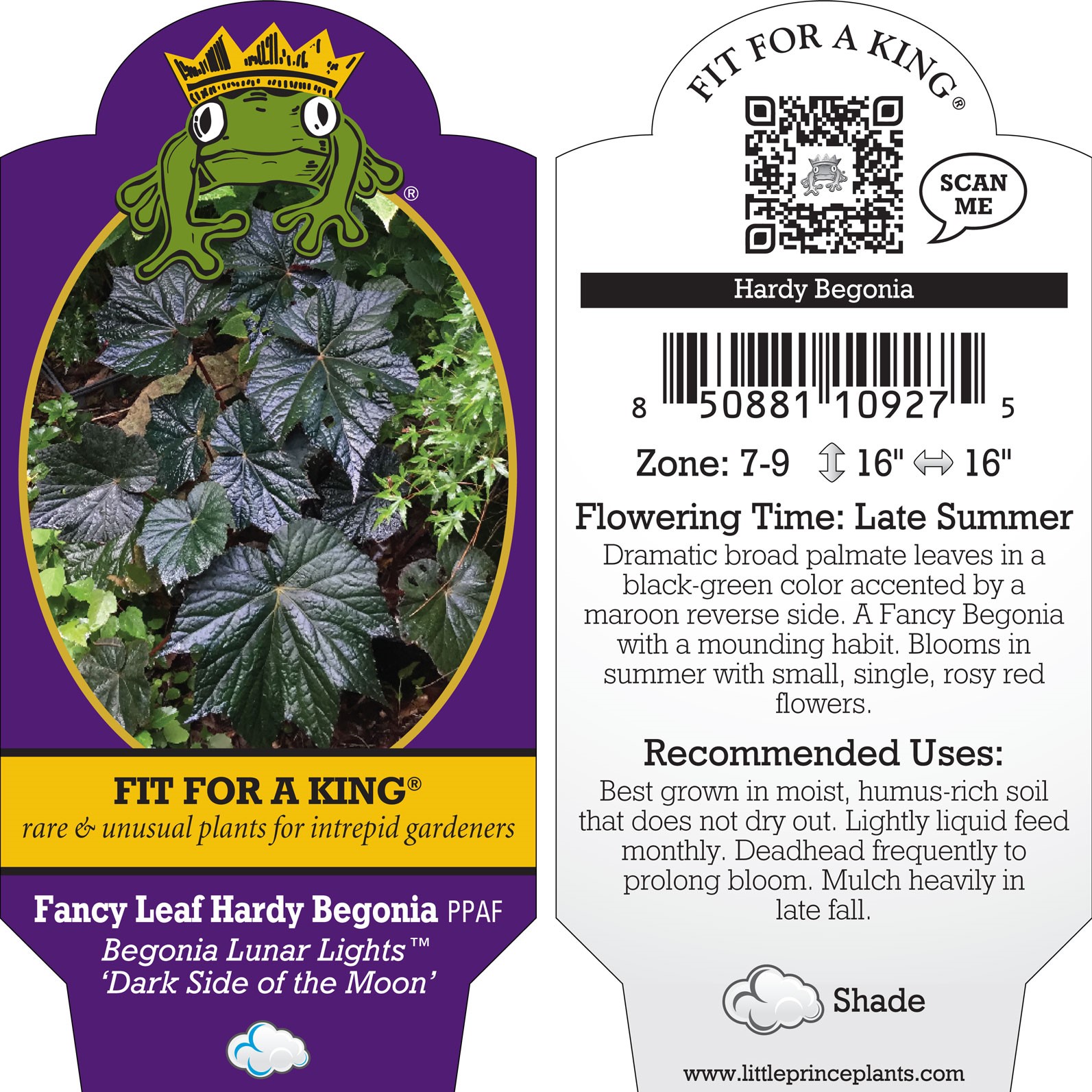 Begonia Lunar Lights 'Dark Side of the Moon' - Fancy Leaf Hardy Begonia