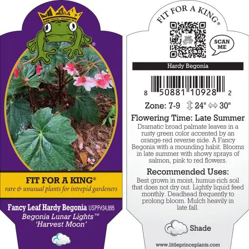 Begonia Lunar Lights™ 'Harvest Moon' (4.5