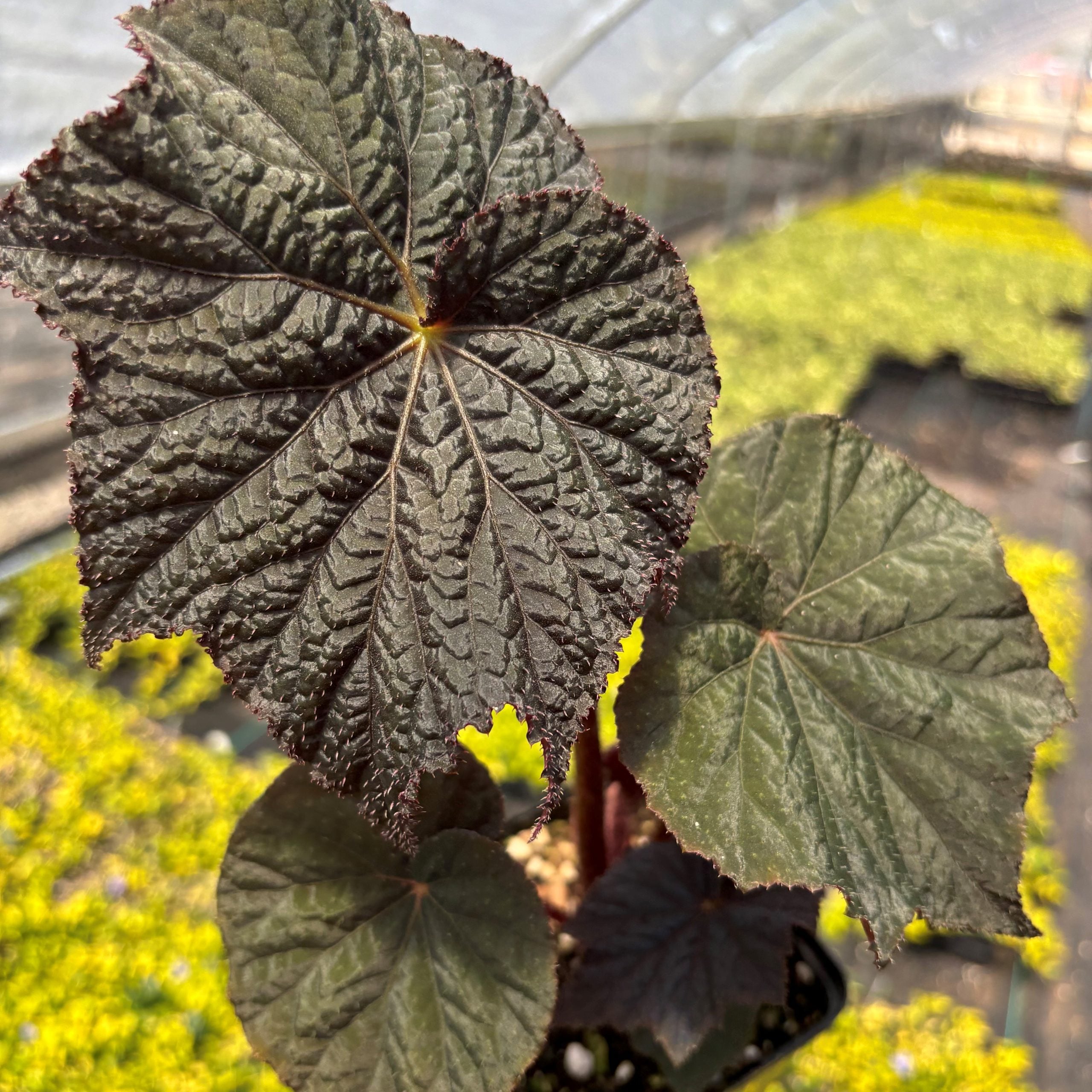 Begonia Lunar Lights