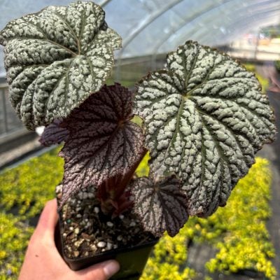 Begonia Lunar Lights'