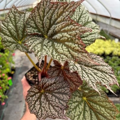 Begonia 'Neon Moon'